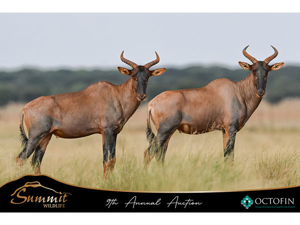 ~/upload/Lots/140190/AdditionalPhotos/fmt6wgr26647a/Tsessebe hunting bulls_t600x450.jpg